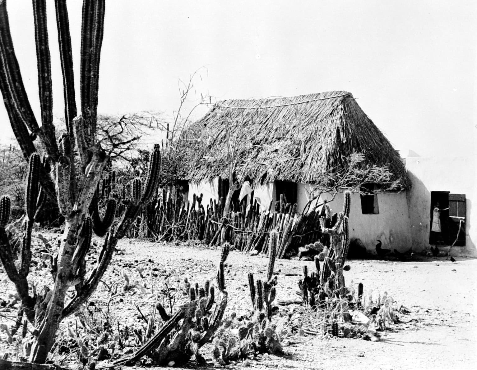 Antriol, Bonaire