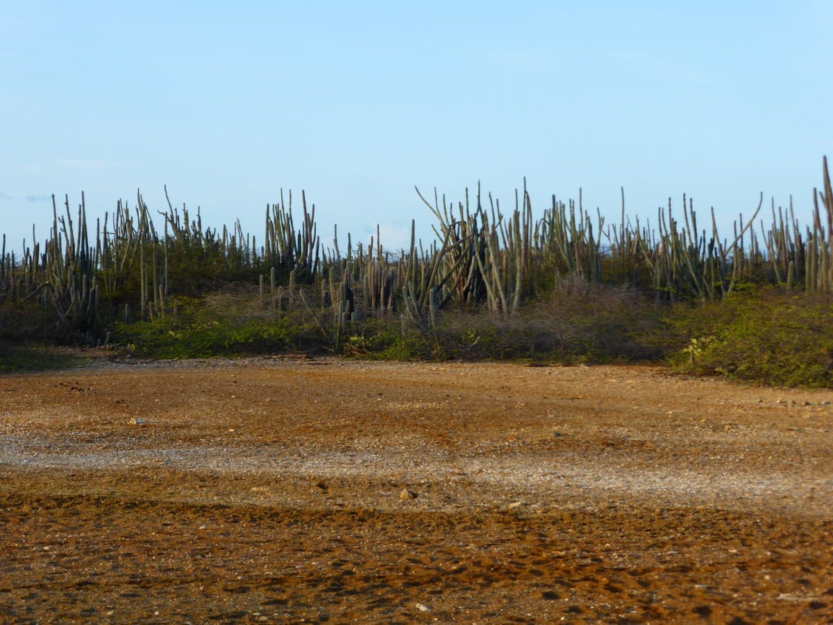 Noord Saliña & Amboina, Bonaire