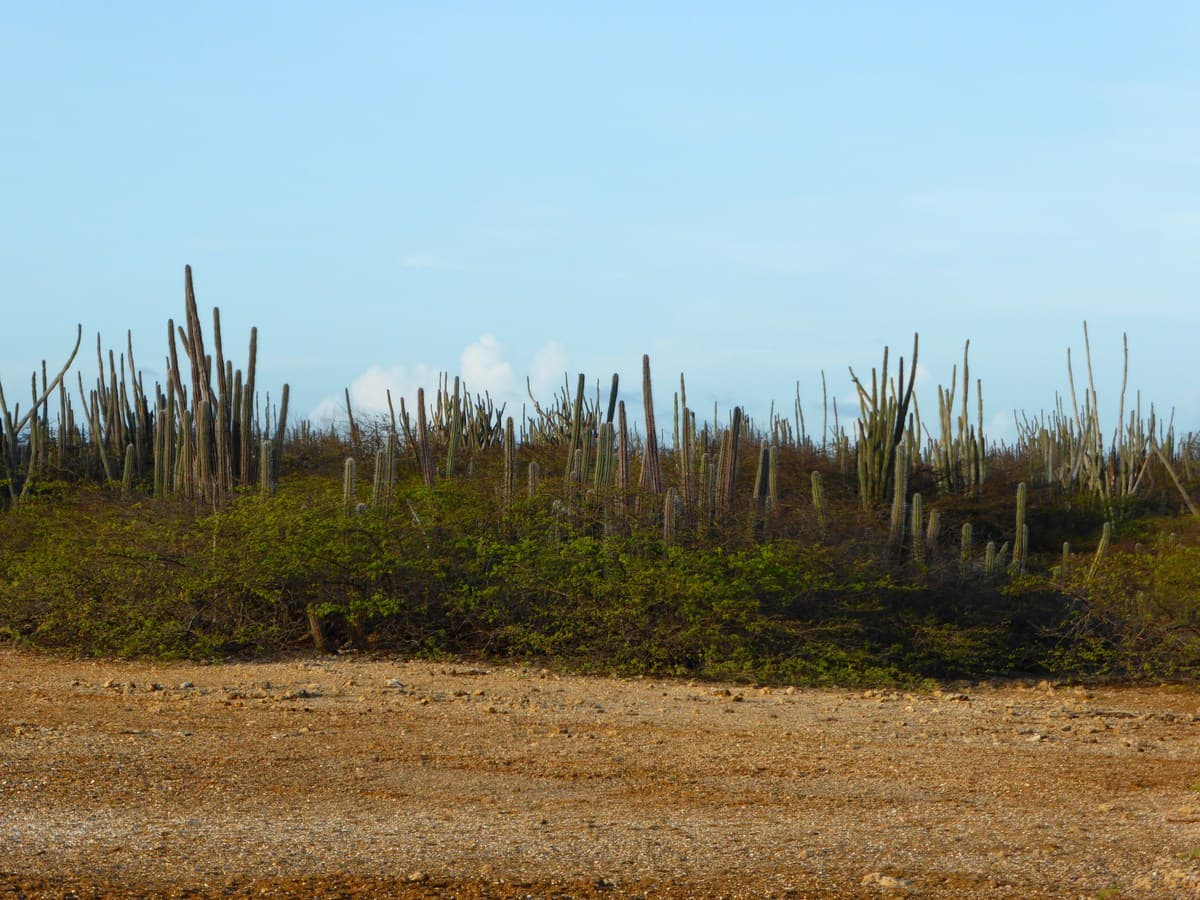 Tera Kòrá & Sabana, Bonaire