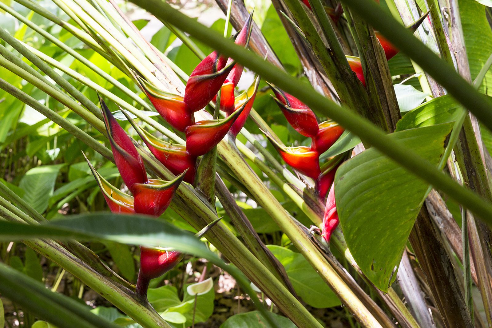Kas Palulu II – 2SK – 1bad